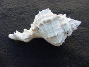 Fossil Muricidae Murex Shell Phyllonotus labelleensis pl1