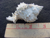 Fossil Muricidae Murex Shell Phyllonotus labelleensis pl4