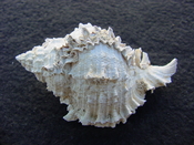 Fossil Muricidae Murex Shell Phyllonotus labelleensis pl4