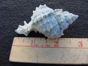 Fossil Muricidae Murex Shell Phyllonotus labelleensis pl2