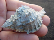 Fossil Muricidae Murex Shell Phyllonotus labelleensis pl2