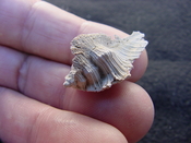 Fossil Subpterynotus cf. textilis murex muricidae st33