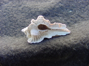 Fossil Subpterynotus cf. textilis murex muricidae st33
