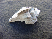 Fossil Subpterynotus cf. textilis murex muricidae st44