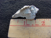 Fossil Subpterynotus cf. textilis murex muricidae st44