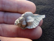 Fossil Subpterynotus cf. textilis murex muricidae st22