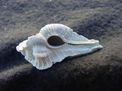 Fossil Subpterynotus cf. textilis murex muricidae st22