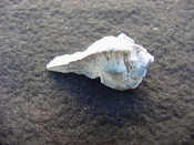 Fossil Subpterynotus cf. textilis murex muricidae st36