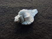 Fossil Subpterynotus cf. textilis murex muricidae st36