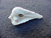 Fossil Subpterynotus cf. textilis murex muricidae st24