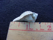 Fossil Subpterynotus cf. textilis murex muricidae st25