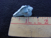 Fossil Subpterynotus cf. textilis murex muricidae st20