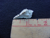 Fossil Subpterynotus cf. textilis murex muricidae st2