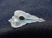 Fossil Subpterynotus cf. textilis murex muricidae st2
