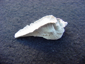 Fossil Subpterynotus cf. textilis murex muricidae st8