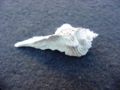 Fossil Subpterynotus cf. textilis murex muricidae st4