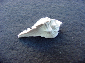 Fossil Subpterynotus cf. textilis murex muricidae st23