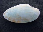 Fossil Macrocallista nimbosa bivallve shell  ds1