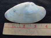 Fossil Macrocallista nimbosa bivallve shell ds2