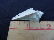 Fossil Subpterynotus cf. textilis murex muricidae st21