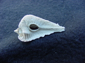 Fossil Subpterynotus cf. textilis murex muricidae st5