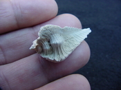 Fossil Subpterynotus cf. textilis murex muricidae st5