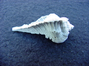 Fossil Subpterynotus cf. textilis murex muricidae st12