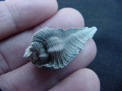 Fossil Subpterynotus cf. textilis murex muricidae st19