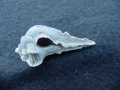 Fossil Subpterynotus cf. textilis murex muricidae st19