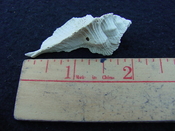 Fossil Subpterynotus cf. textilis murex muricidae st18