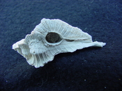 Fossil Subpterynotus cf. textilis murex muricidae st18