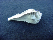 Fossil Subpterynotus cf. textilis murex muricidae st14