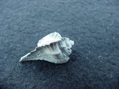 Fossil Subpterynotus cf. textilis murex muricidae st35