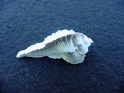 Fossil Subpterynotus cf. textilis murex muricidae st37