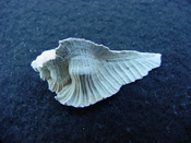Fossil Subpterynotus cf. textilis murex muricidae st37
