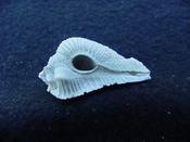 Fossil Subpterynotus cf. textilis murex muricidae st29