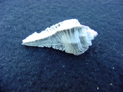 Fossil Subpterynotus cf. textilis murex muricidae st29