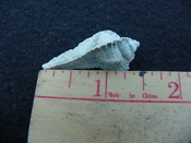 Fossil Subpterynotus cf. textilis murex muricidae st28