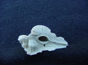 Fossil Subpterynotus cf. textilis murex muricidae st27