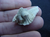 Fossil Subpterynotus cf. textilis murex muricidae st9