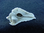 Fossil Subpterynotus cf. textilis murex muricidae st9