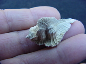 Fossil Subpterynotus cf. textilis murex muricidae st32