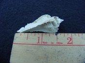 Fossil Subpterynotus cf. textilis murex muricidae st32