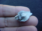Fossil Subpterynotus cf. textilis murex muricidae st26