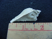 Fossil Subpterynotus cf. textilis murex muricidae st31