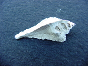 Fossil Subpterynotus cf. textilis murex muricidae st31