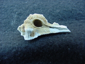 Fossil Subpterynotus cf. textilis murex muricidae st17