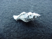 Fossil Muricidae Murex Dermomurex alabastrum dem1