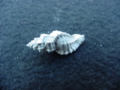 Fossil Muricidae Murex Dermomurex alabastrum dem1