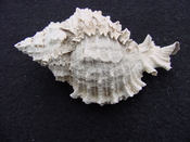 Fossil Muricidae Murex Shell Phyllonotus labelleensis pl5